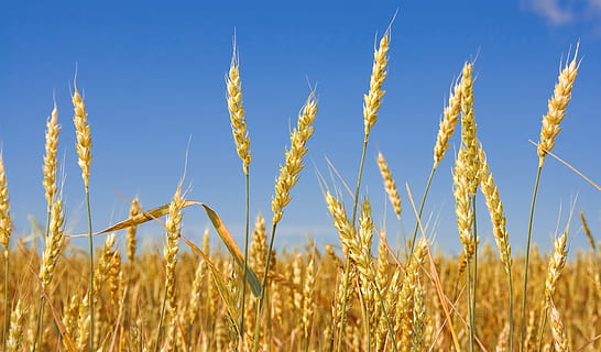夏糧主產區收獲小麥過八成